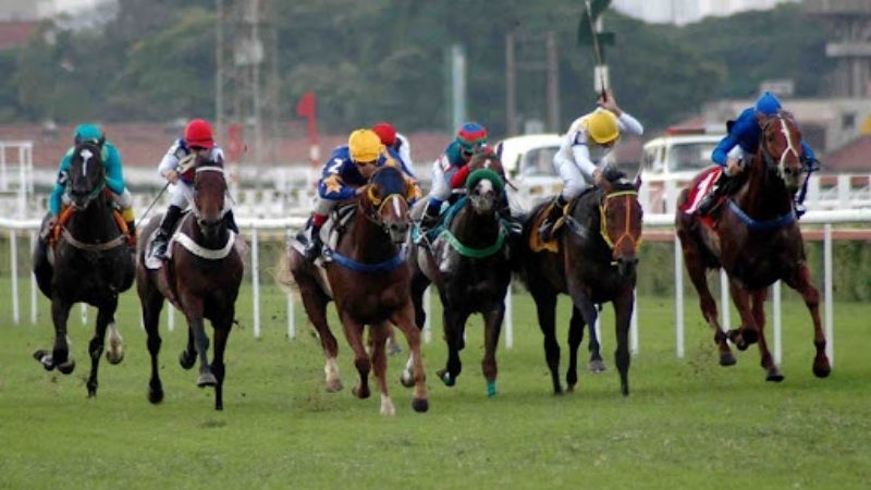 FAQs - Corrida de Cavalos Online